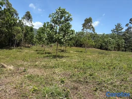 solares y terrenos - Los mogotes, Villa Altagracia. Terreno para construir la villa de tus sueños. 6