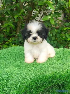 animales y mascotas - shipoo 2