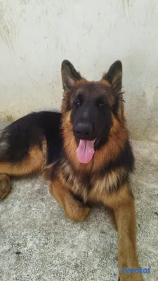 animales y mascotas - Si buscas mascota cachorro raza Pastor Aleman. Pedigri pedigree. 3