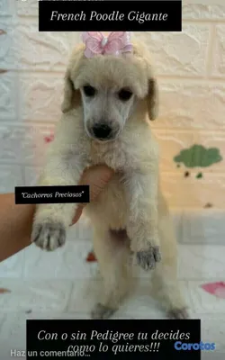 animales y mascotas - French Poodle Gigante y Goldendoodle de oportunidad!!! 9