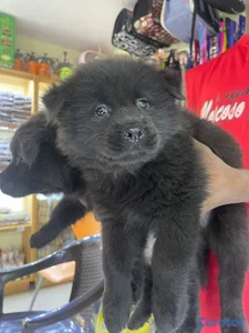 OFERTA CACHORRO CHOW CHOW AMBOS SEXO UBICADO EN SA