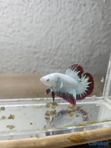 bettas de los mejores