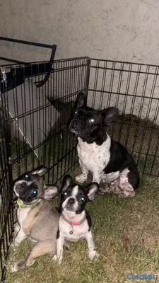 animales y mascotas - bulldog francés pied en venta  7