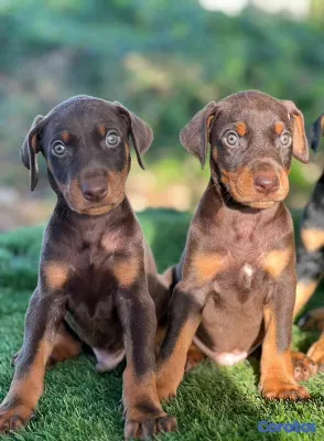 animales y mascotas - hermosos cachorritos de doberman  2