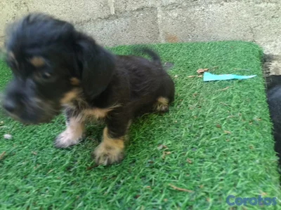 Cachorro Chipoo Macho