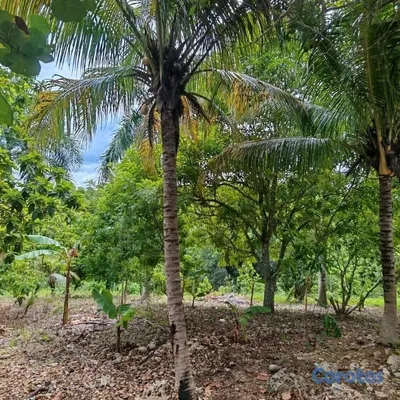 solares y terrenos - Vende Finca en Ramón Santana. 📍San Pedro de Macorí 4