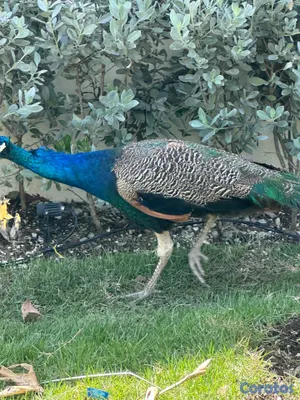 animales y mascotas - Pavo  real  hembra y machos 3
