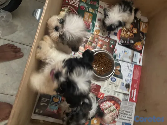animales y mascotas - vendo cachorros shit tzu raza pura  8