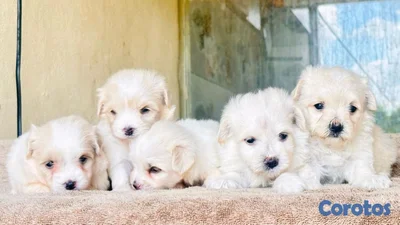 hermosos cachorritos maltes mini