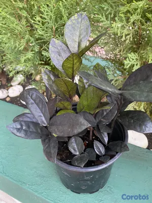 cursos y clases - Aprende a cuidar tus plantitas 6