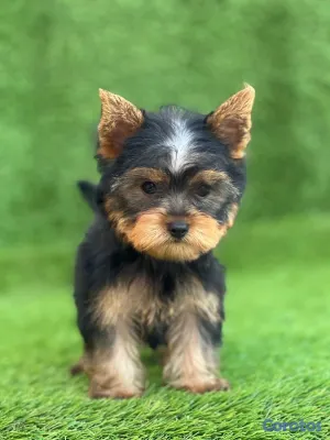 animales y mascotas - Cachorro Yorkie Mini 2
