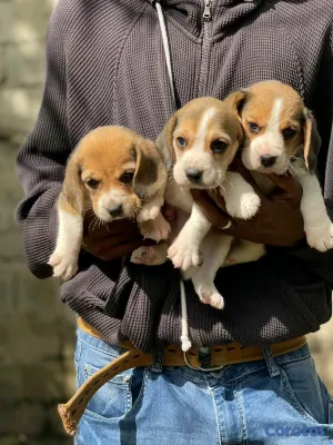 animales y mascotas - hermosos cachorritos de beagle ambos sexo 3
