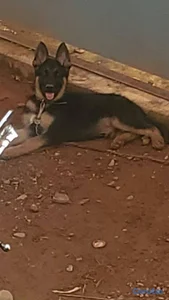 OFERTA CACHORRO PASTOR ALEMAN MACHO UBICADO EN SAN