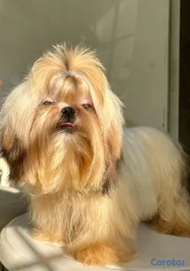 excelente ejemplar shih tzu disponible  para cruza