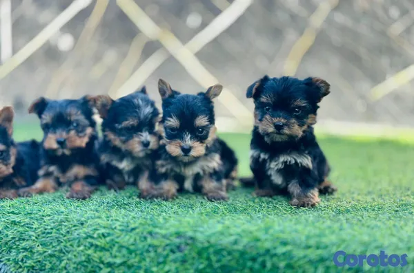 animales y mascotas - hermosos cachorritos de Yorshire mini 3