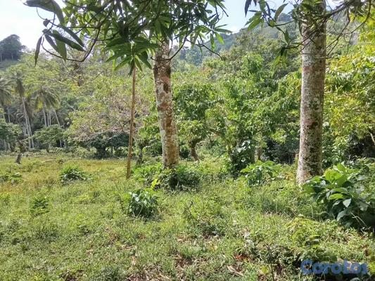 solares y terrenos - finca en venta en samana aproximadamente 50 tarea a 275 mil la tarea negociable  5