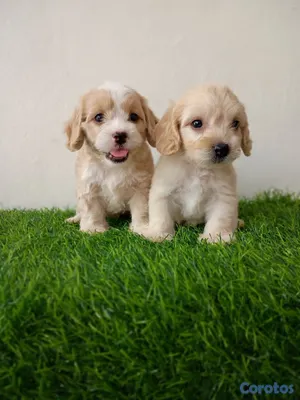 animales y mascotas - Cockerpoo ambos sexos 2