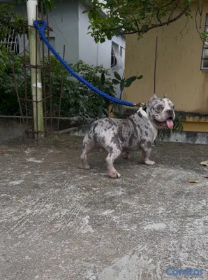 animales y mascotas - American bully pocket merle (montas)