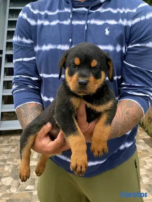animales y mascotas - hermosos Cachorros Rottwailer ambos sexo 8