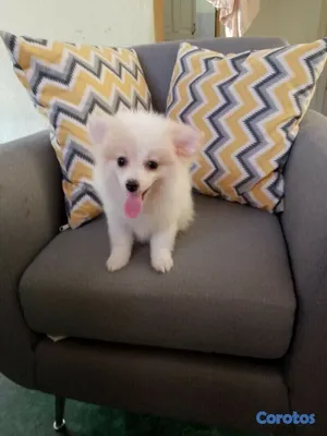 animales y mascotas - Cachorro mix de pomerania mini, con todas sus vacunas 3