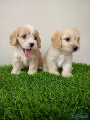 animales y mascotas - Cockerpoo ambos sexos 3