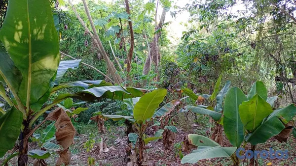 solares y terrenos - 30 TAREAS PRÓXIMO A HATO DAMAS 8