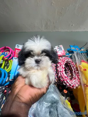 animales y mascotas - OFERTA CACHORRO SHIH TZU HEMBRA UBICADO EN SANTO DOMINGO Y TIENE 
 3