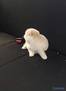 Cachorros Huskie y Pomerania dé venta