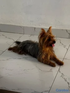 Perritas yorkie 2 semana de nacida 