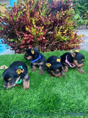 animales y mascotas - Cachorros Yorkies🐾🤍☺️ 3