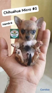 Chihuahua Mini/Toy/Micro