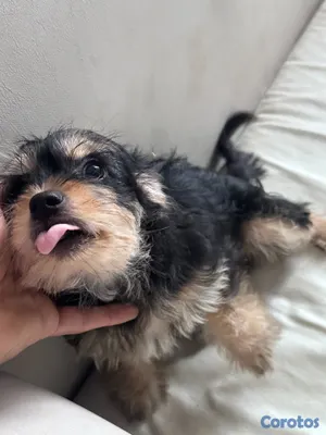 animales y mascotas - Cachorro Schnauzer Mini (HEMBRA) 5