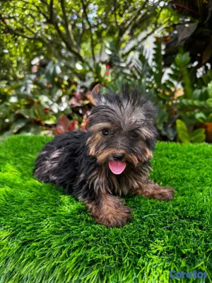 animales y mascotas - Yorkie mini 3