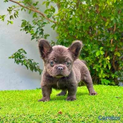 animales y mascotas - bulldog francés bip rope Floffy  4