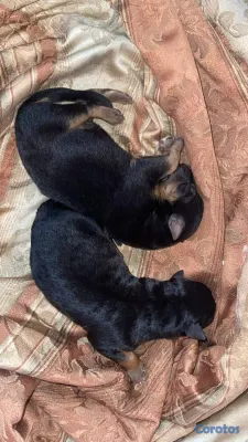 animales y mascotas - Cachorros pastor alemán  2