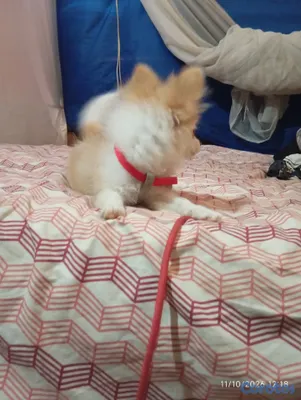 animales y mascotas - Pomerania de 3 meses 3