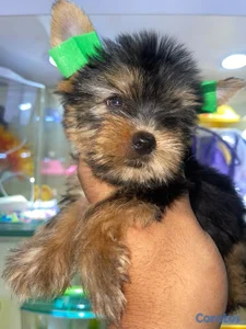 OFERTA CACHORRO YORKIE AMBOS SEXO UBICADO EN SANTO DOMINGO 