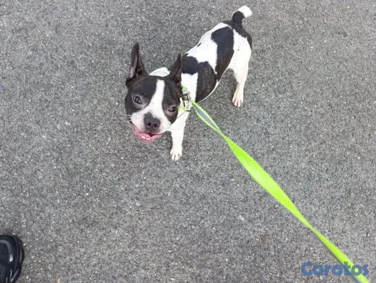 animales y mascotas - Vendo Bulldog francés Frenchie $24,000 macho 6 meses, blanco y negro 2