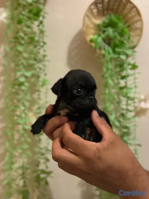 animales y mascotas - pug de Venta 3