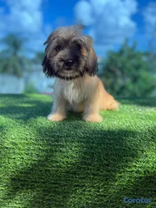 vendo perrita shitzu bella y hermosa 