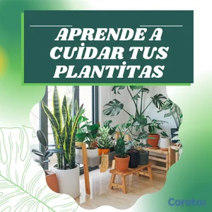 Aprende a cuidar tus plantitas