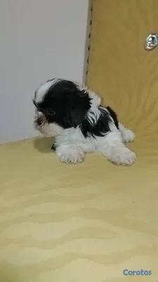 animales y mascotas - OFERTA CACHORRO SHIH TZU MACHO UBICADO EN SANTO DO 2