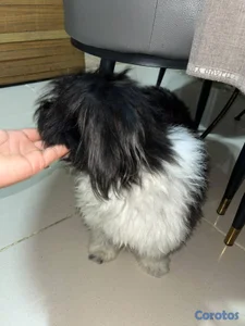 Perro Podeen