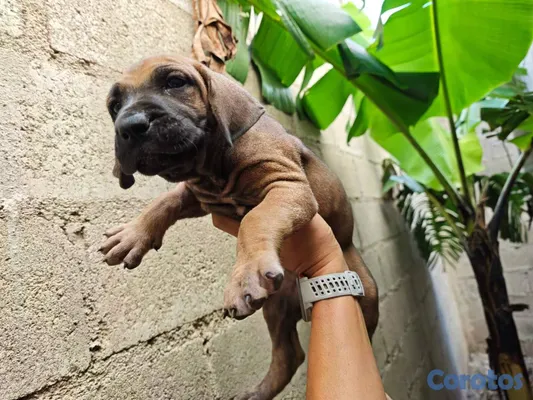 animales y mascotas - OFERTA CACHORRO FILA BRASILEIRO HEMBRA EN UBICADO  3