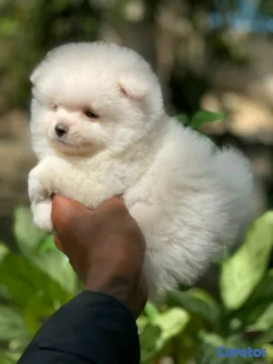 animales y mascotas - hermosos cachorritos  pomerania mini  6