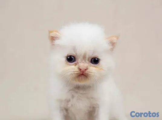 animales y mascotas - GATITOS PERSAS 100%.  4