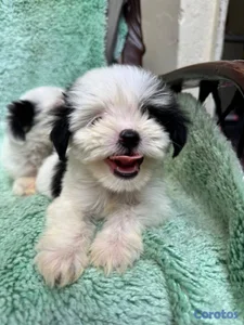 Especial de cachorro shipoo macho en santiago esta