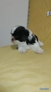 OFERTA CACHORRO SHIH TZU MACHO UBICADO EN SANTO DOMINGO Y TIENE 
