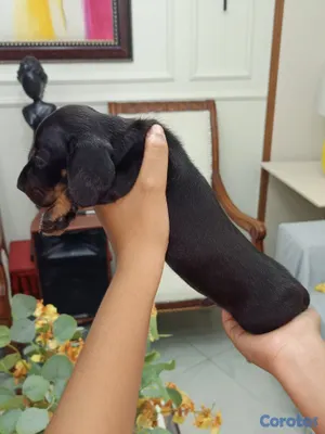 animales y mascotas - Perros salchicha cachorro dachshund o teckle 2