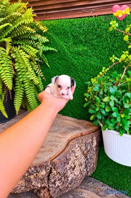 animales y mascotas - ESPECIAL CACHORRO CHIHUAHAUA HEMBRA Y MACHO EN UBI 4
